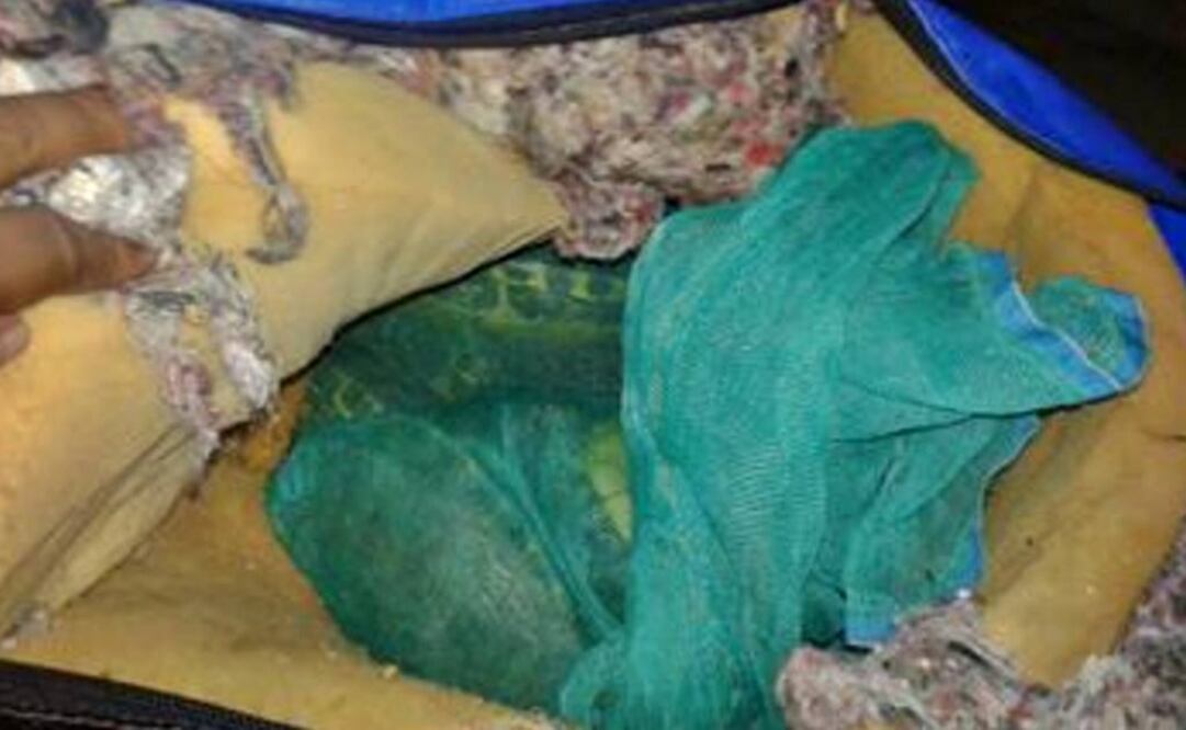 Foto: Policía Federal