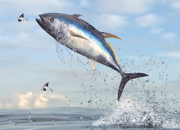 Día Mundial del Atún: 7 datos para conocerlo mejor