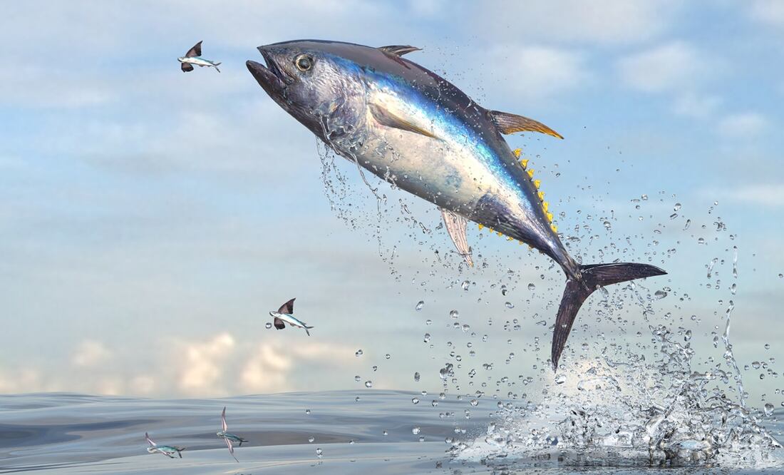 Datos que quizás no conocías sobre el atún. Fotos: Stock