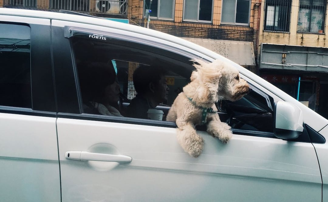 Día mundial del perro: 5 consejos para viajar con mascotas en el auto