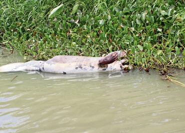 En Tabasco, comienza rescate y resguardo de manatíes