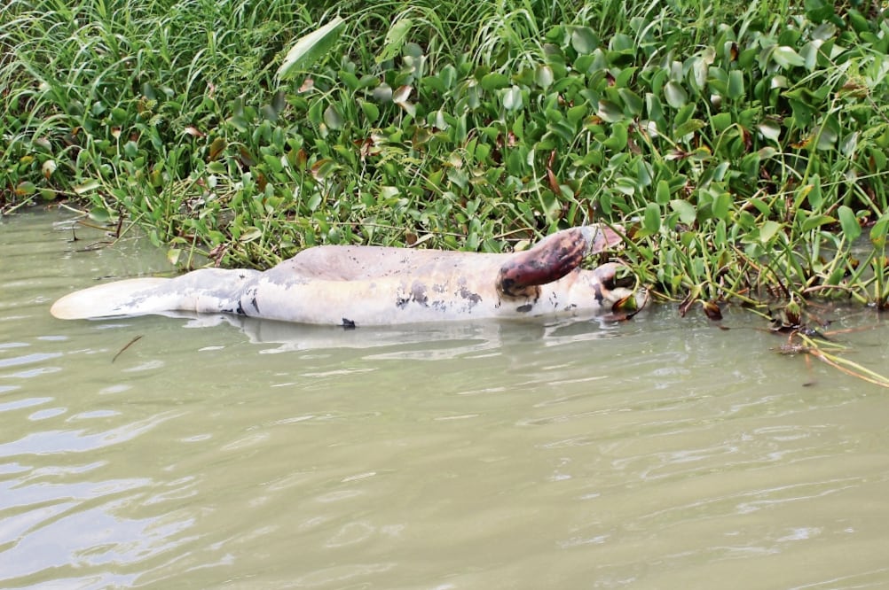 Para prevenir más muertes de estos mamíferos, autoridades acordaron hacer una valoración física de cada ejemplar capturado. (FOTO: archivo. EL UNIVERSAL)