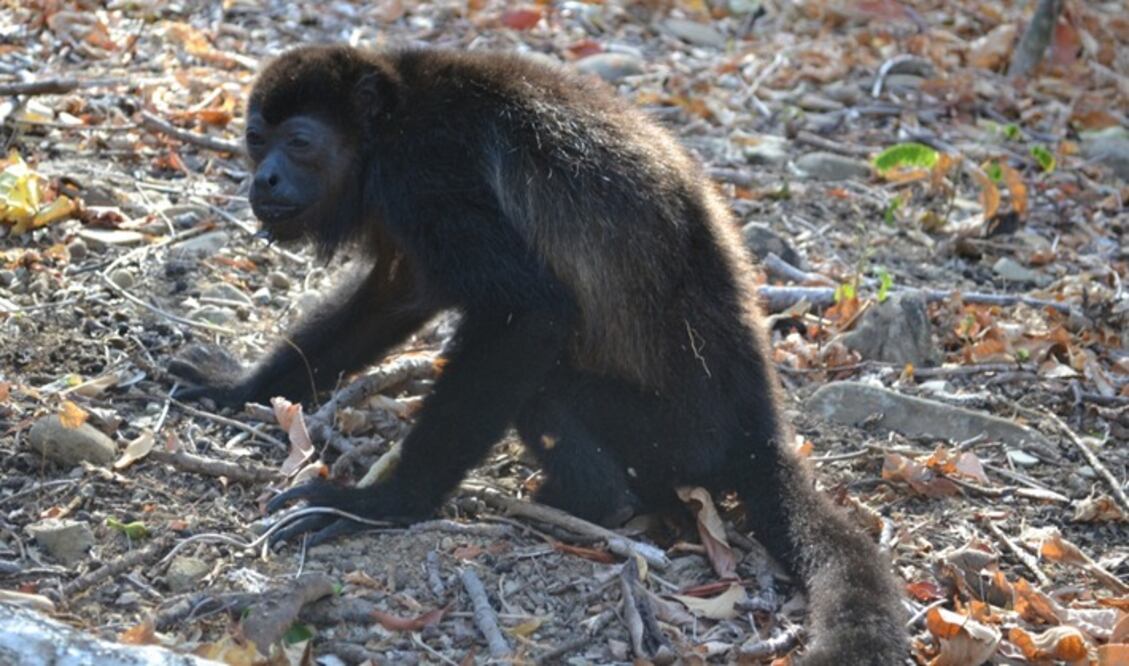 Monos cayeron fulminados por el calor en Tabasco durante 2024. (Foto cortesía: Eduardo Gazol del Centro Veterinario, Xalapa)