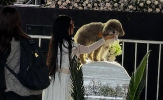 "Shalito está muy triste"; perrito Salomón acompaña a Lenny en su último adiós, tras morir protegiéndolo del terremoto en Colombia