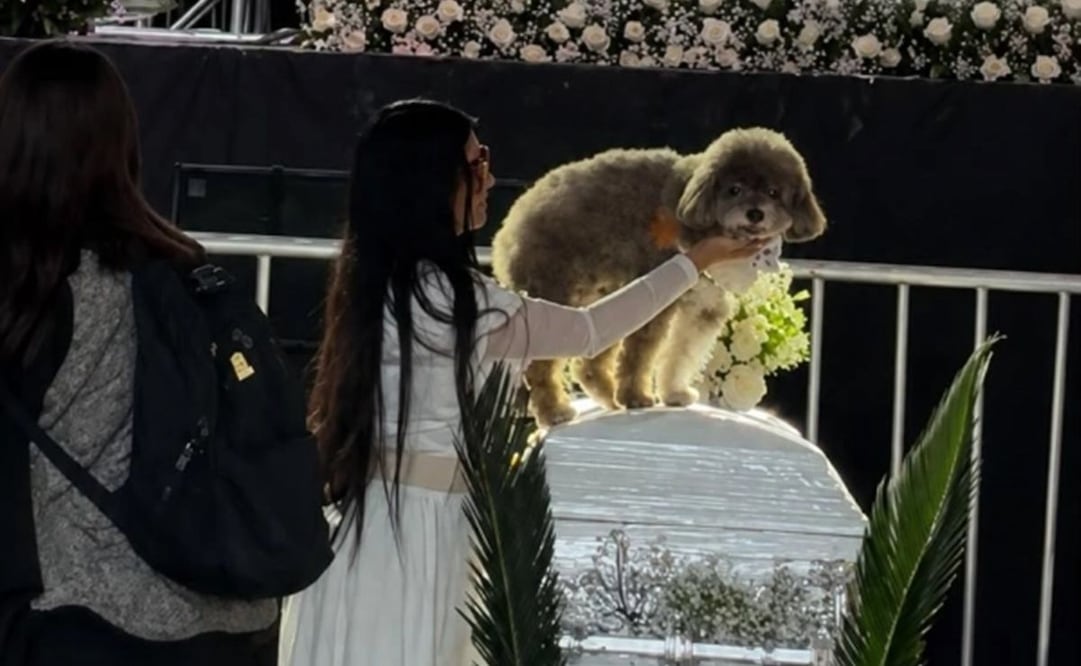 Salomón, perrito de Lenny Fernández, se despide de ella. (13/08/26) Foto: El Tiempo