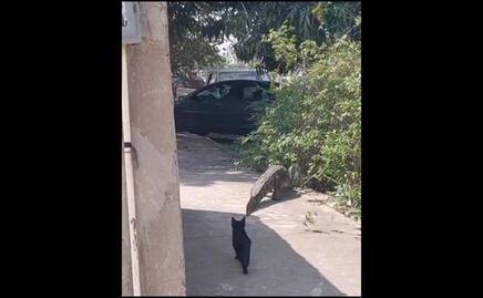 VIDEO: Captan a michi persiguiendo un cocodrilo en calles de Tampico, Tamaulipas