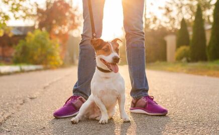 Así puedes hacer que tu perro ignore a otro lomito, según especialista en conducta