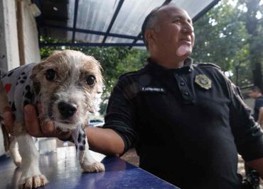 ¡Te están esperando! Más de 300 perritos rescatados por Brigada de Vigilancia Animal de la SSC buscan un nuevo hogar