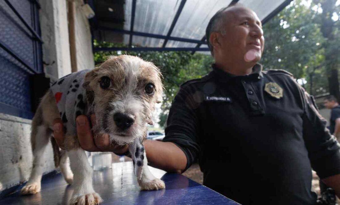 Foto: Yaretzy M. Osnaya/ EL UNIVERSAL