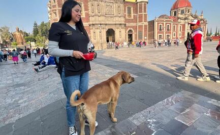 Gobierno capitalino y Agencia de Atención Animal ayudan a 70 perritos peregrinos; 31 fueron canalizados a hospitales y refugios 