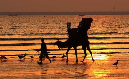 La tradición centenaria de las peleas de camellos