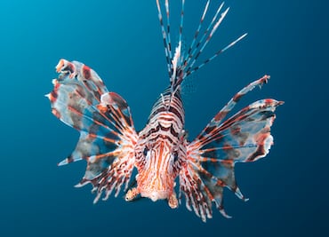 Las 7 especies invasoras que más daño están causando en América Latina