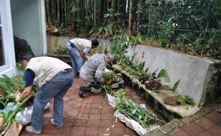 Aseguran 457 especies de orquídeas en Veracruz