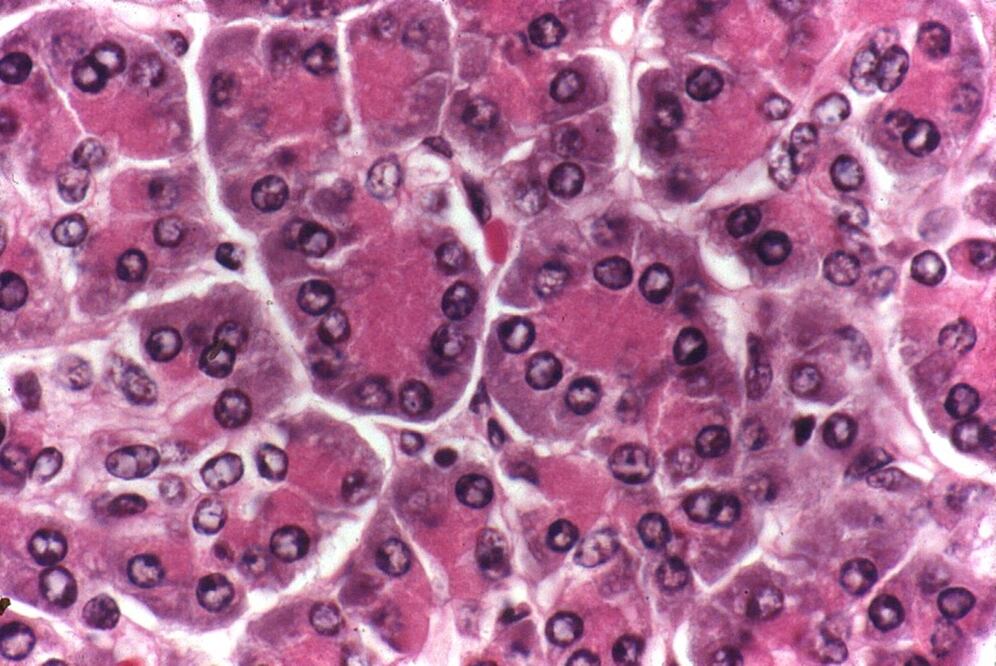 Glándula parotida, parte del páncreas. Foto: UNAM