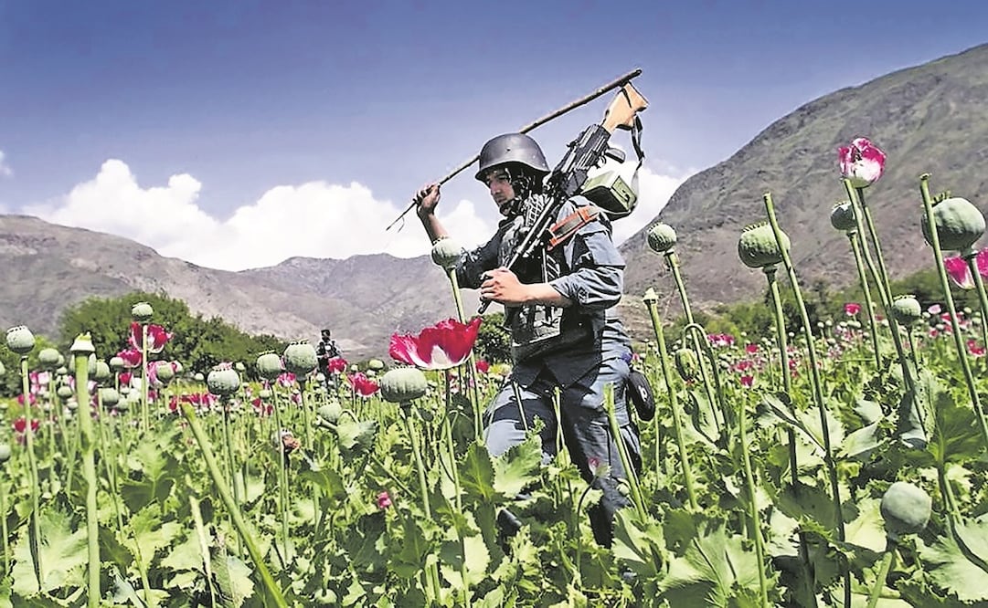 Un policía afgano destruye un campo de adormidera en Noorgal, provincia de Kunar. El país es un importante productor de opio. En abril de 2022, el líder supremo talibán, Haibatullah Akhundzada, prohibió la producción de esa sustancia. Foto: Archivo / AP