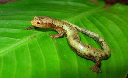 Evolución acabó con capacidad regeneradora en vertebrados de 4 patas