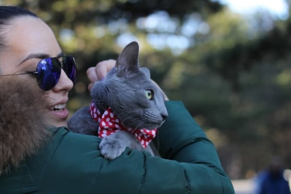 Estas mascotas sí pueden viajar en la cabina de un avión