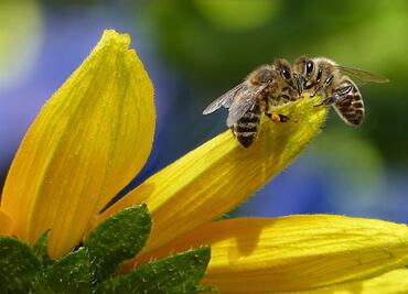 Porno online salvará abejas