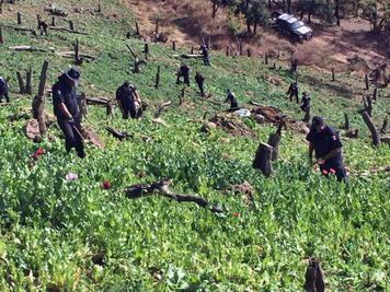 Destruyen ocho sembradíos de amapola en Chihuahua