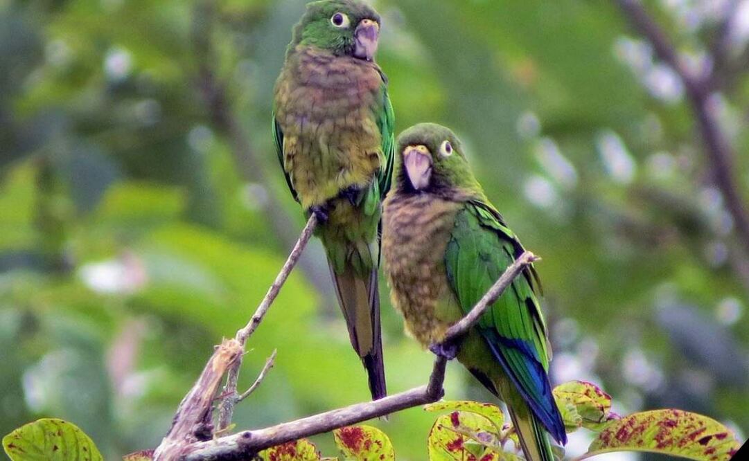 Olas extremas e calor extremo provocan la desaparición del 38% de aves tropicales; son consecuencia del calentamiento global.Foto: Especial