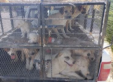 Rescatan a 25 perritos en vivienda de San Luis Río Colorado, Sonora; detienen a hombre por presunto maltrato animal