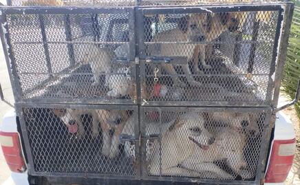 Rescatan a 25 perritos en vivienda de San Luis Río Colorado, Sonora; detienen a hombre por presunto maltrato animal