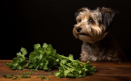 ¿Qué tan saludable es el cilantro para los perros?; la respuesta de una veterinaria
