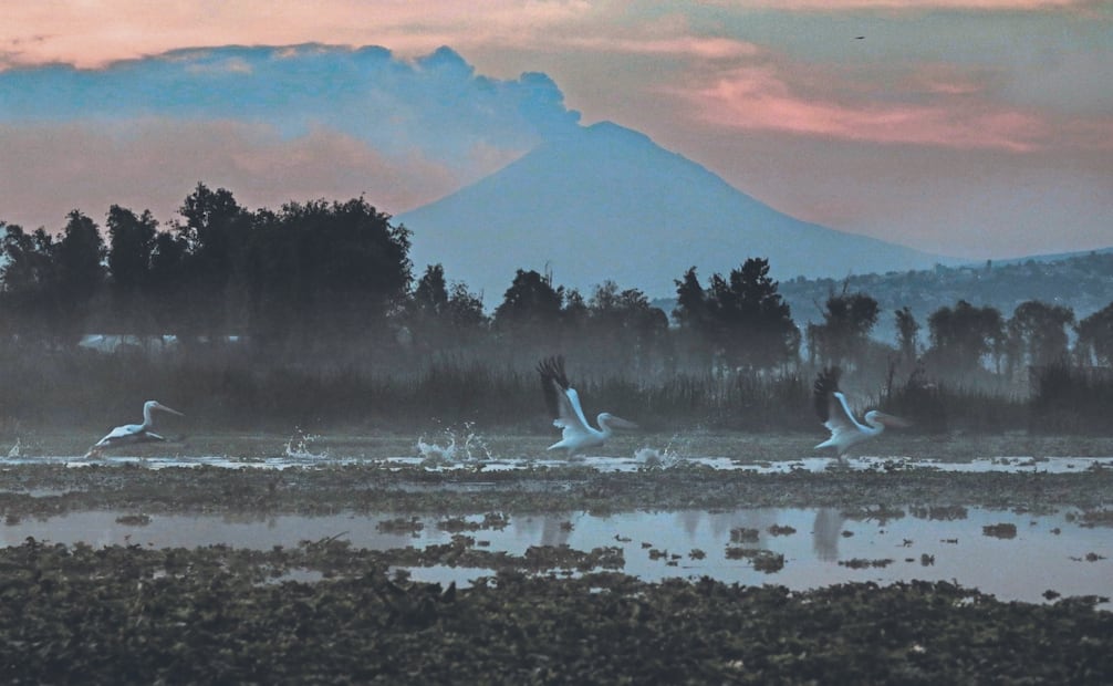 
Por el turismo, cambio climático y contaminación, el hogar permanente y temporal de más de 100 especies de aves nativas y residentes se ve en peligro. Foto: Gabriel Pano/ EL UNIVERSAL