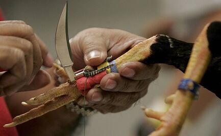 Autoridades desdeñan vigilancia en peleas de gallos