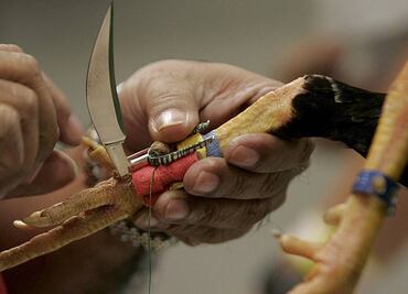 Autoridades desdeñan vigilancia en peleas de gallos