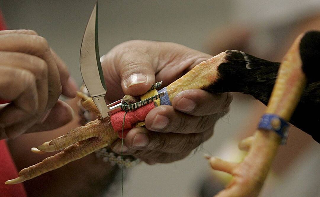Peleas de gallos. Foto: Rolex Dela Pena/EFE