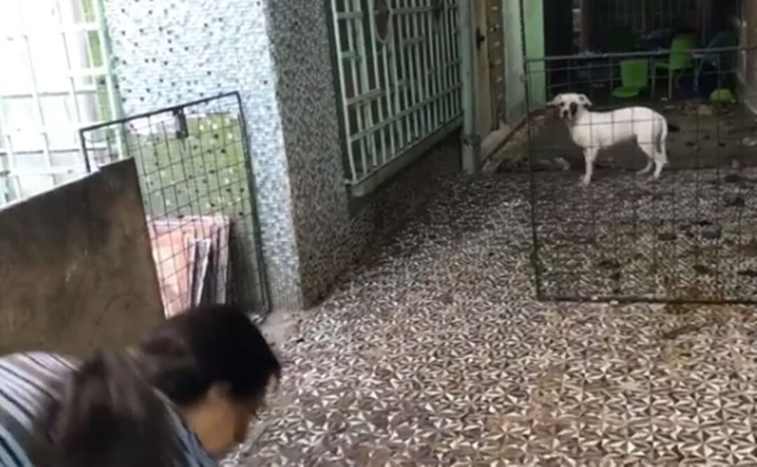 Detienen a mujer que alimentaba a perros con restos de otros cachorritos