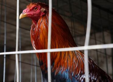 Cuba alista multas contra maltrato animal; excluye a peleas de gallos y sacrificios religiosos