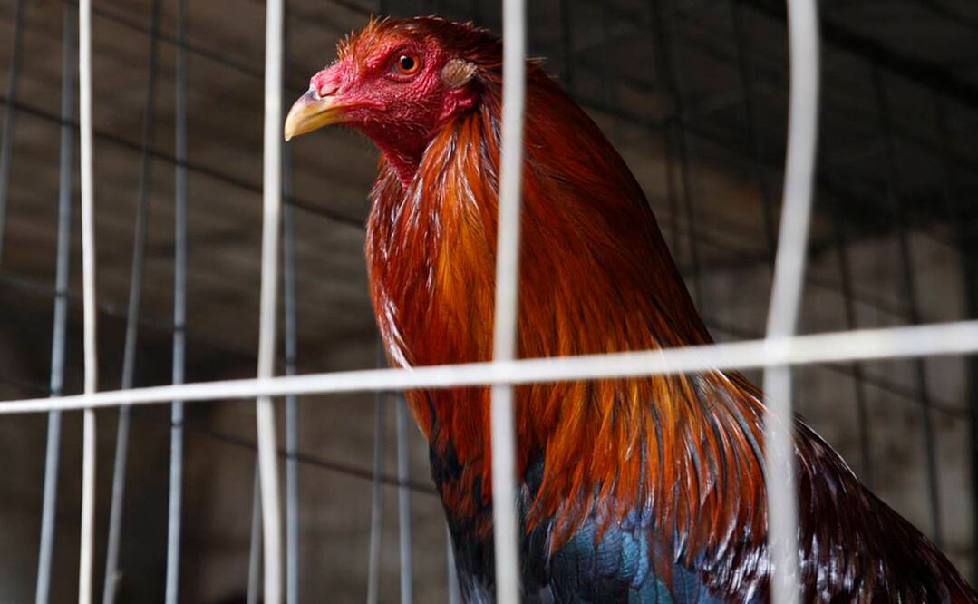 Foto: Archivo/EL UNIVERSAL