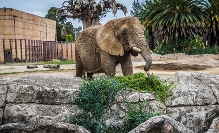 Corte alista discusión sobre futuro de la elefanta Ely; proyecto propone un plan integral de cuidados