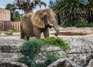 Suprema Corte atrae caso de elefanta Ely; resolución abre discusión sobre derechos de los animales