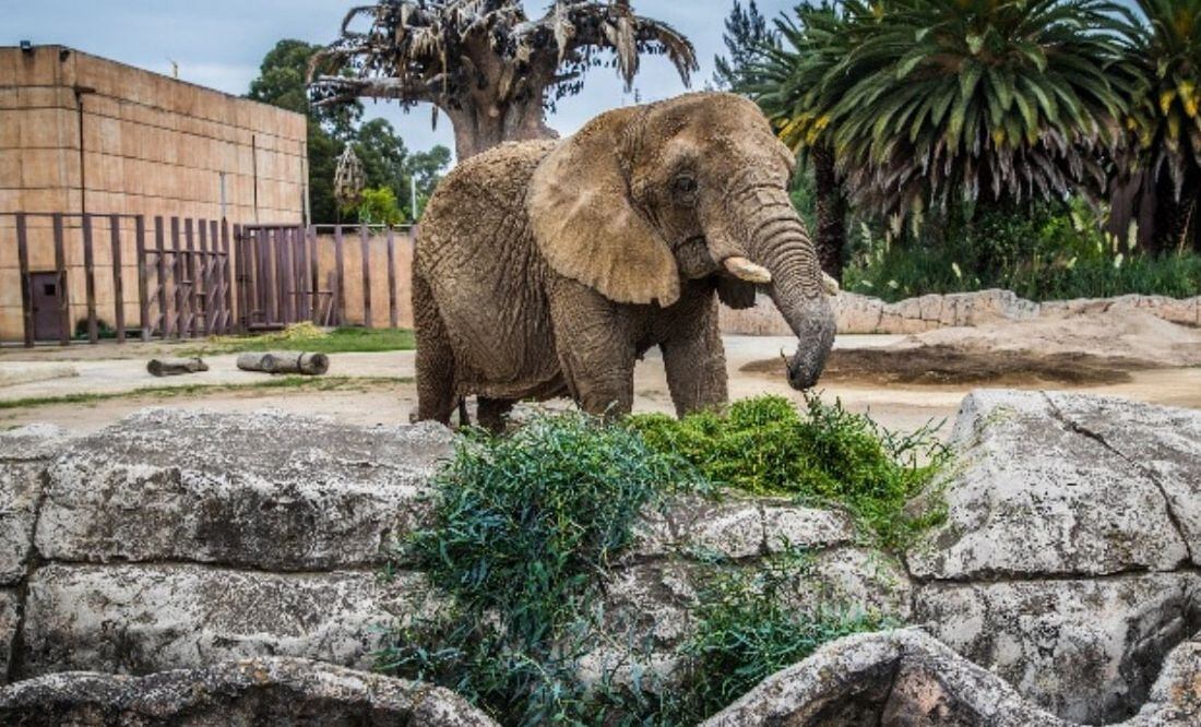 Elefanta Ely en el zoológico de San Juan de Aragón. Foto: Especial