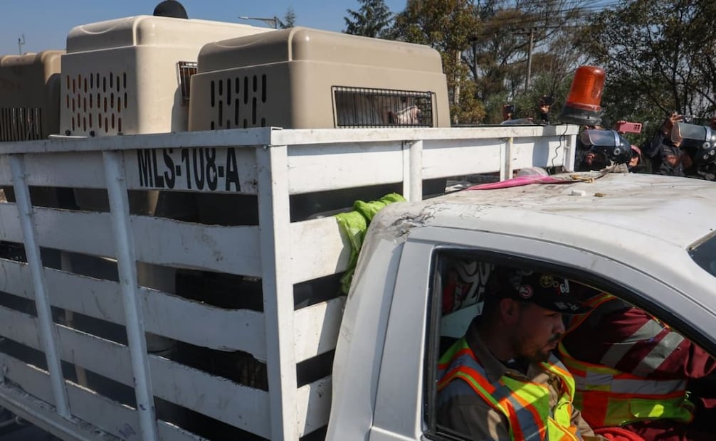 La jefa de Gobierno, Clara Brugada, anunció que las autoridades capitalinas rescatarían a los animales del Refugio Franciscano. 
Foto: Luis Camacho/El Universal