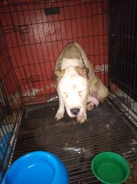 Esto ocurrió con Merry, la perrita pitbull maltratada en Iztapalapa