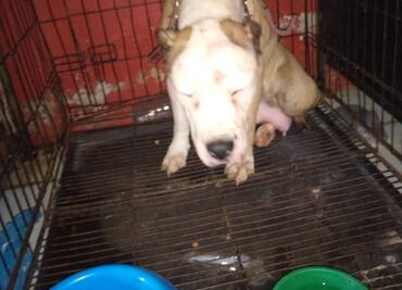Esto ocurrió con Merry, la perrita pitbull maltratada en Iztapalapa