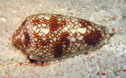Científicos descubren propiedades analgésicas en el veneno de caracol