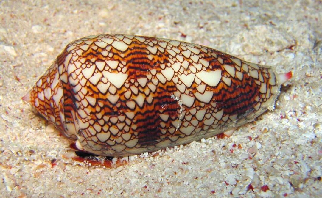 Ilustración de caracoles cónicos. Foto: Ricardo Ling/ Especial