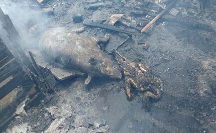 Se incendia local en donde se preparaba chicharrón; mueren cerdos, perros y patos