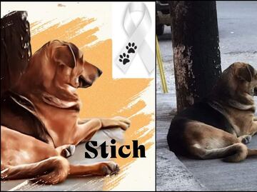 Murió "Stich", perrito golpeado por robar un pan en Chilpancingo, Guerrero