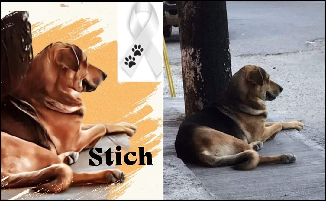 Fotos: Justicia para STICH y para TODOS