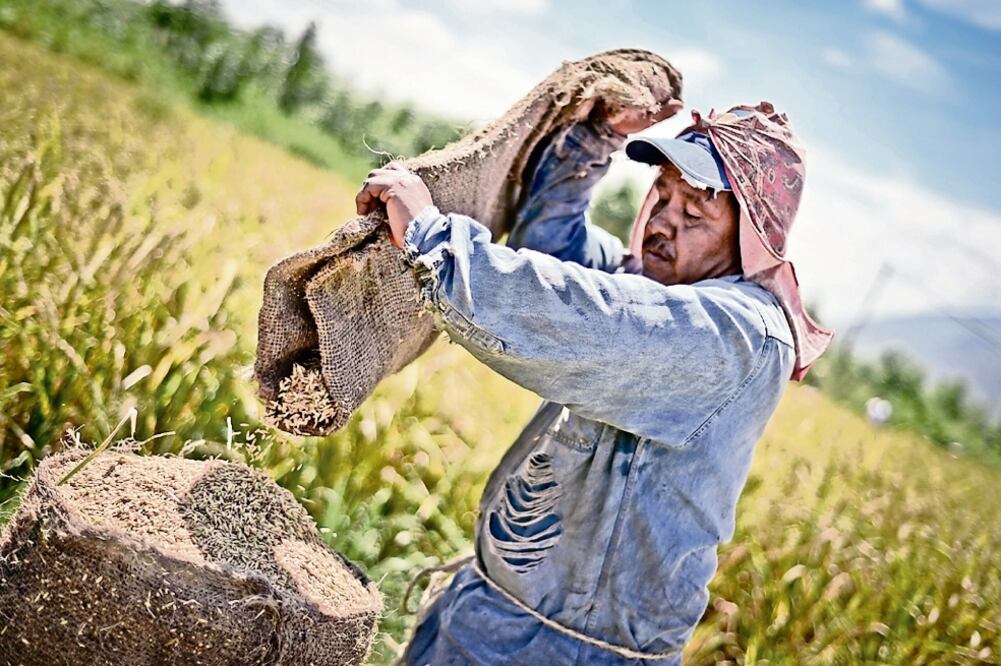 Productores dicen que no hubo consenso para establecer la estrategia de apoyo a productores del país (ARCHIVO EL UNIVERSAL)