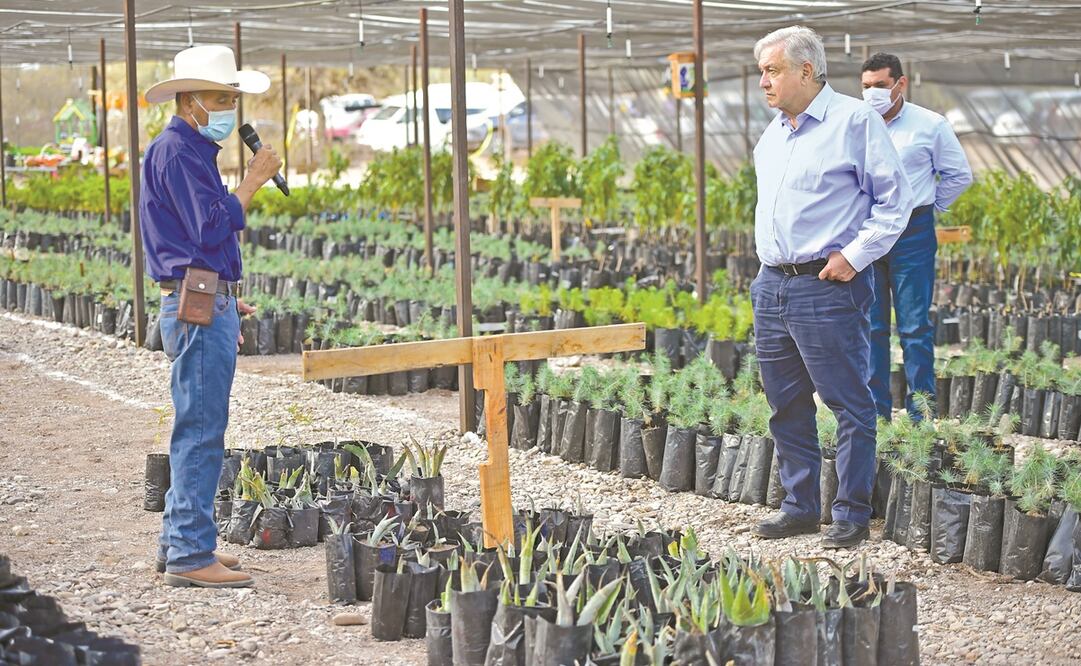 En San Luis Potosí, el presidente Andrés Manuel López Obrador supervisó ayer los avances del programa Sembrando Vida en la entidad, donde aseguró que se están recuperando los empleos perdidos a causa de la pandemia de Covid-19. Foto: PRESIDENCIA