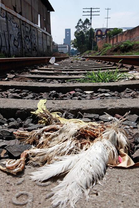 Santeros suelen abandonar cuerpos de animales en los cruces de caminos, por su creencia de que así las “vibras negativas” no pueden regresar a la casa de quien ejecutó el rito (JUAN BOITES)