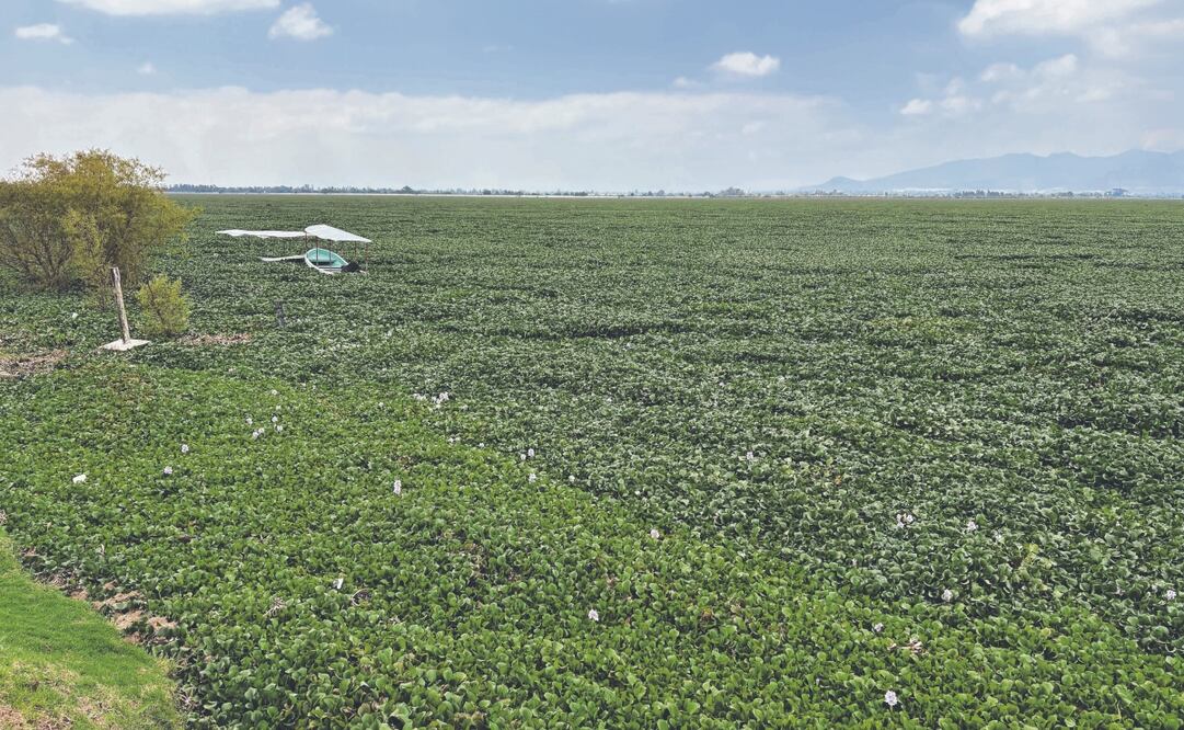 El lirio acuático cubre actualmente más de 80% de la laguna de Zumpango lo que no permite la oxigenación del agua, ni el desarrollo de actividades como la pesca y los paseos en lancha. Foto: de  ARTURO CONTRERAS. EL UNIVERSAL