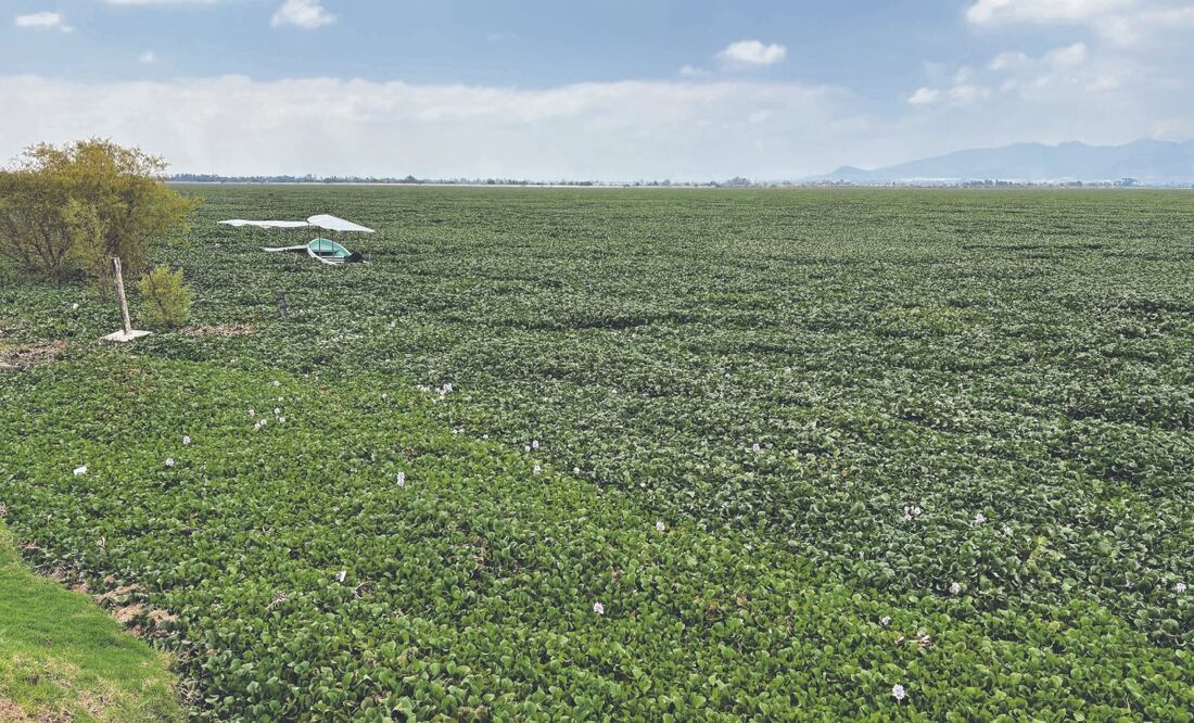 El lirio acuático cubre actualmente más de 80% de la laguna de Zumpango lo que no permite la oxigenación del agua, ni el desarrollo de actividades como la pesca y los paseos en lancha. Foto: de  ARTURO CONTRERAS. EL UNIVERSAL